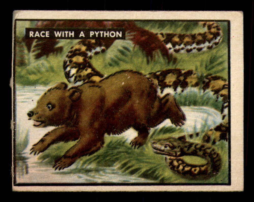 71 Race With A Python